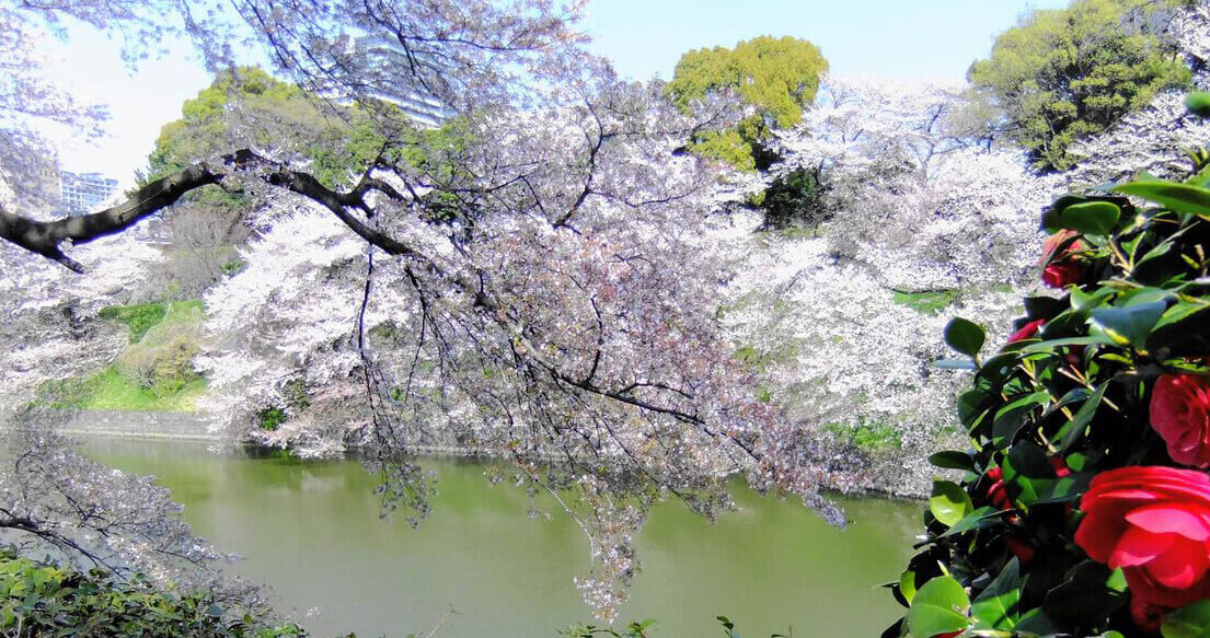 皇居外苑